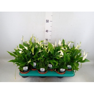 Spathiphyllum  'Chopin'