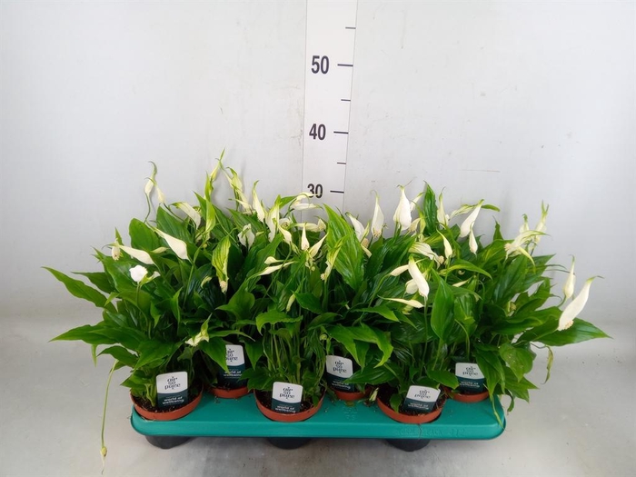 <h4>Spathiphyllum  'Chopin'</h4>