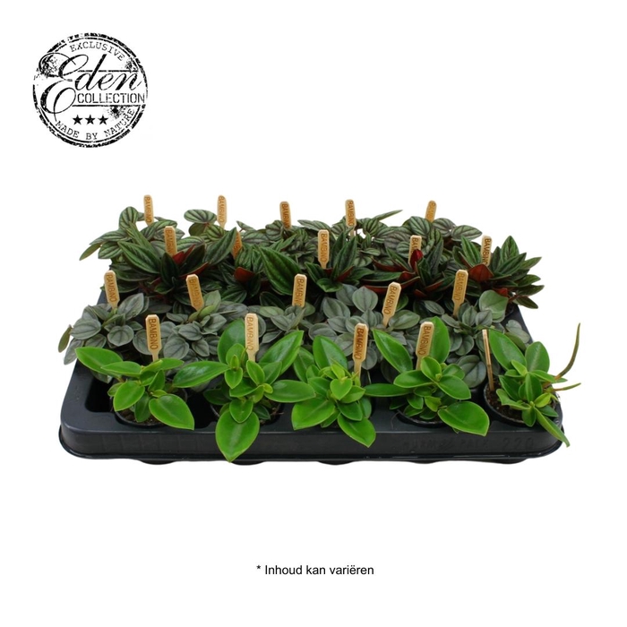 <h4>Peperomia Mix P5.5</h4>
