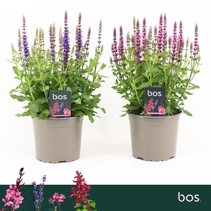 Salvia Nemorosa, Sensation Mix