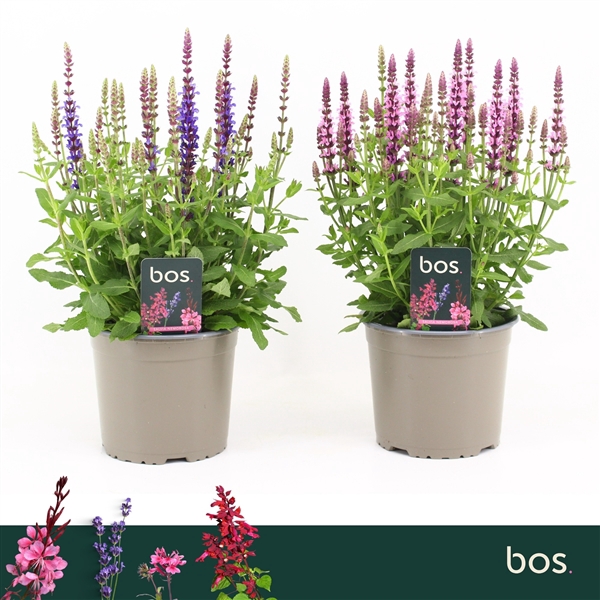 <h4>Salvia Nemorosa, Sensation Mix</h4>
