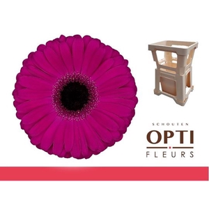 Gerbera Aladin