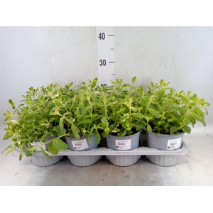 Mentha piperita