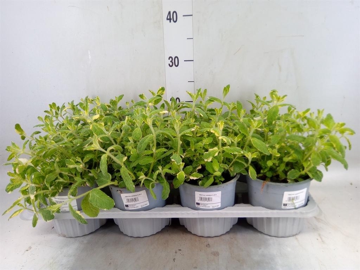 <h4>Mentha piperita</h4>