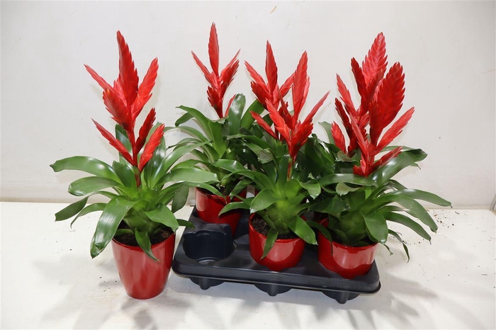 <h4>Vries Twinkle</h4>