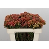 Kaaps Groen Red Brunia Small