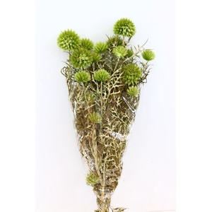 Pres Echinops 10pc L Green Bunch