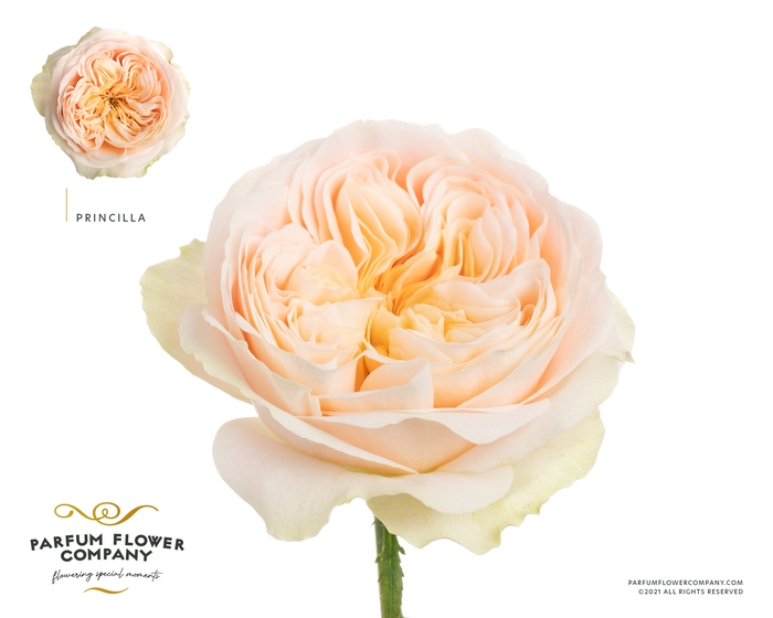 <h4>Rosa Garden Priscilla!</h4>