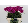 Dahlia Purple Fox