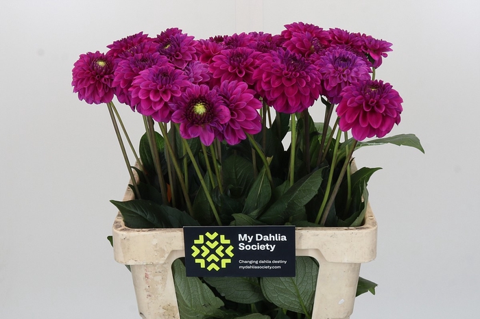 Dahlia Purple Fox