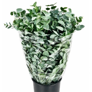 Euc. Cinerea Da Vinci