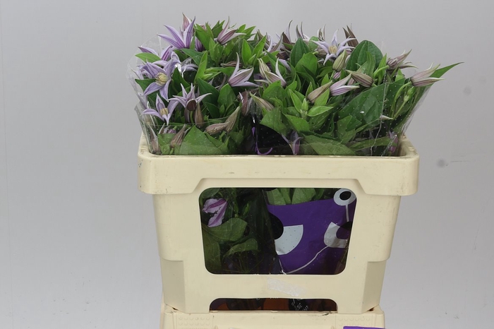 <h4>Clematis Star River</h4>