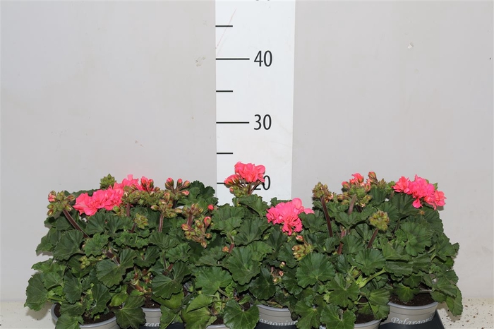 <h4>Pelargonium Zonale Roze</h4>