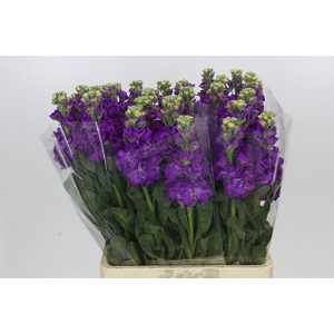 Matthiola Iron Purple