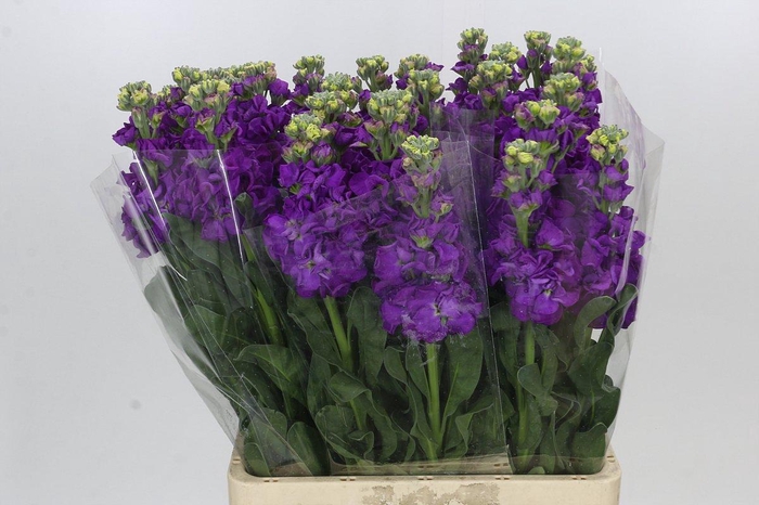 <h4>Matthiola Iron Purple</h4>