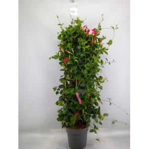 Mandevilla am. 'Sundav Red'