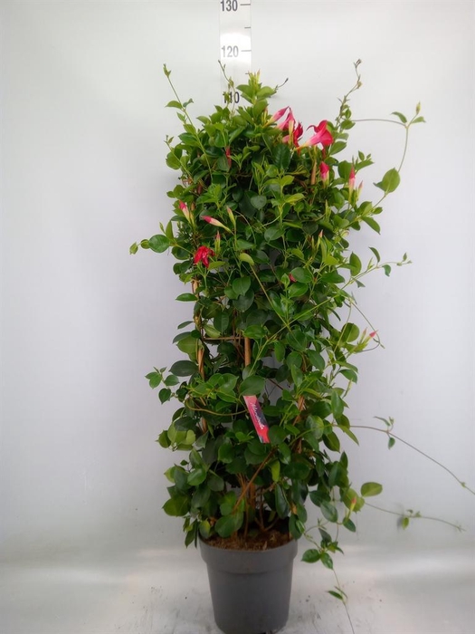 <h4>Mandevilla am. 'Sundav Red'</h4>