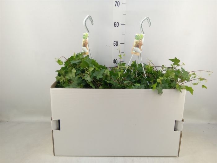 <h4>Hedera helix 'Pittsburgh'</h4>