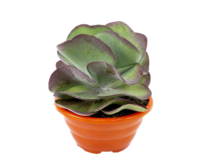 KALANCHOE THYRSIFLORA C21