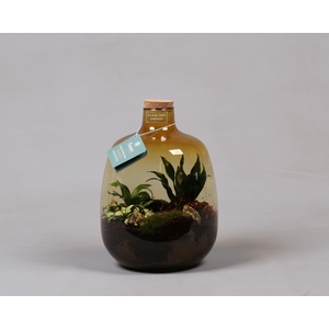 Oker Terrarium met Arrangement
