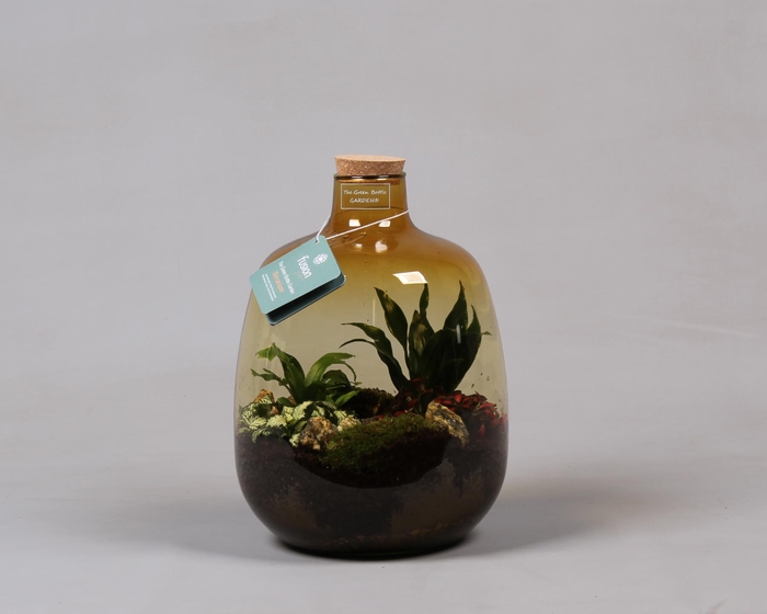 <h4>Glas Terrarium oker met Arrangement</h4>