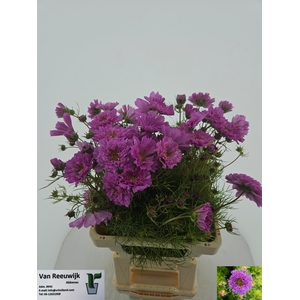 COSMOS BIPINNATUS