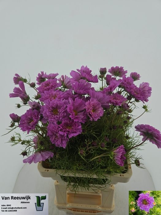 <h4>COSMOS BIPINNATUS</h4>