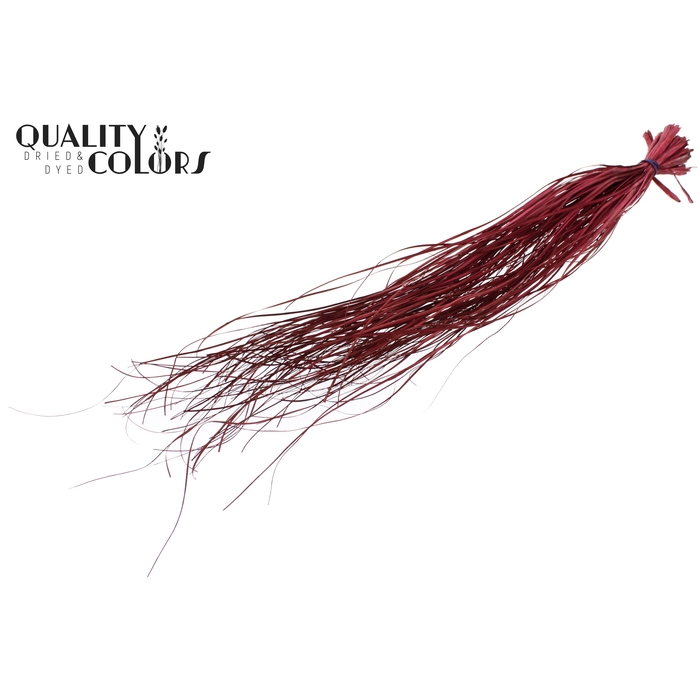<h4>Beargrass dried per bunch Burgundy</h4>