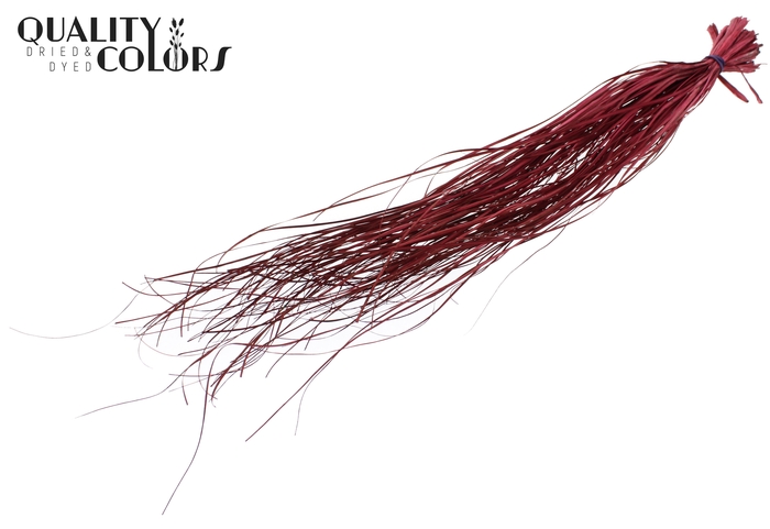 Beargrass dried per bunch Burgundy