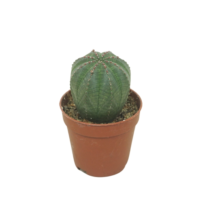 <h4>Euphorbia</h4>