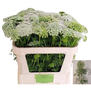 Ammi Vis Casablanca