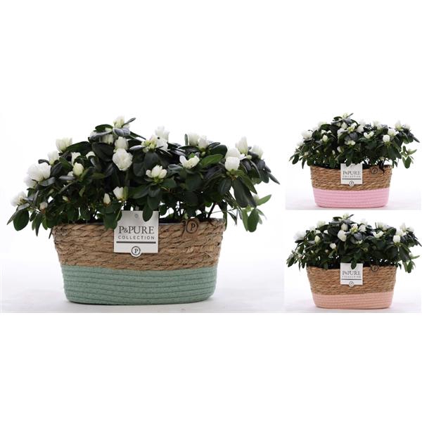 <h4>1st class Azalea white (x2) in P&PURE Fieldbasket ass.3</h4>