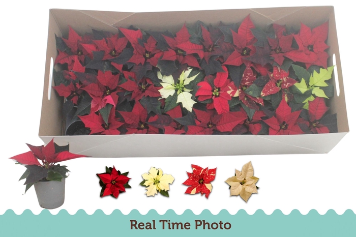 <h4>EUPHOR P GEM</h4>