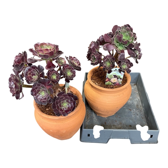 <h4>AEONIUM AB VELOURS</h4>