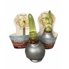 HIPPEASTRUM-HYBRID P14