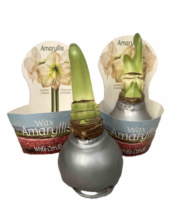 HIPPEASTRUM-HYBRID P14