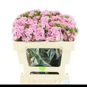 DI BARB EARL PINK SUPER