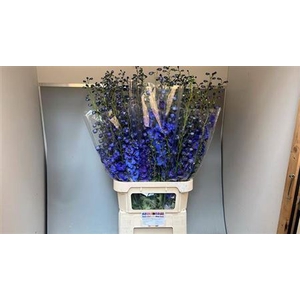 Delph El Aurora Blue