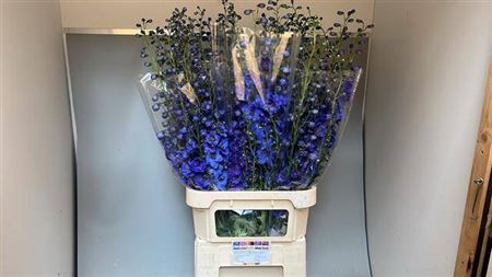 <h4>Delph El Aurora Blue</h4>