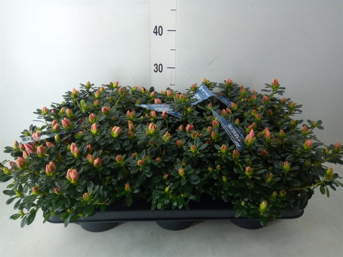 <h4>Rhododendron sim. 'Hor Chris Matto'</h4>