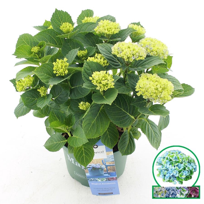 <h4>Hydrangea macr. Magical® 'Revolution'® Blauw C5 (23cm.) Kn.</h4>