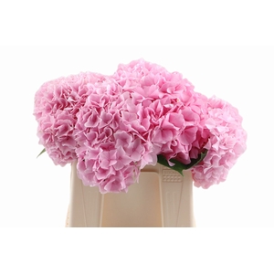 Hydr Verena Pink 80 cm Vicini