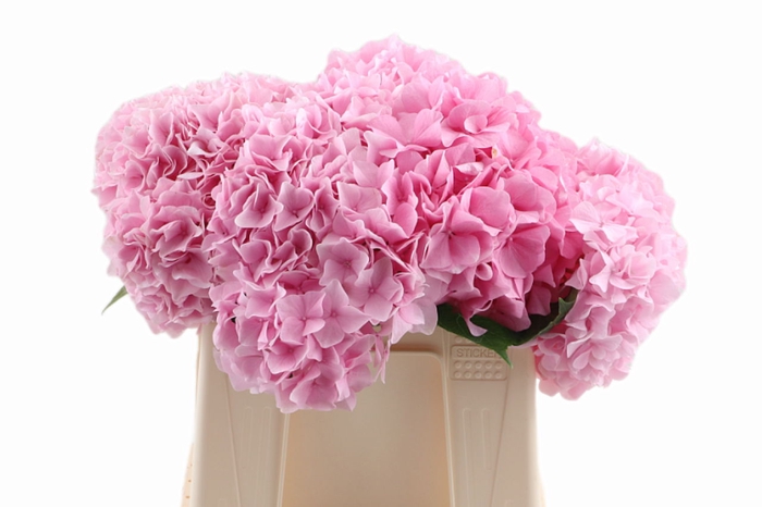 <h4>Hydr Verena Pink 80 cm Vicini</h4>
