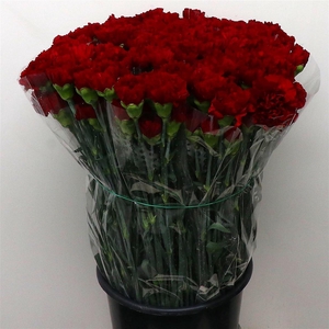 Di St Zurigo Bordeaux