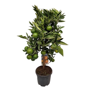 Citrus Reticulata Clementine Stem