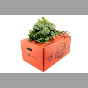 Salal Tips