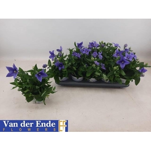 PLATYCO GR ASTRA BLUE P12