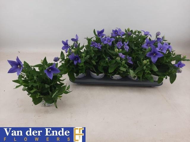 <h4>PLATYCO GR ASTRA BLU</h4>
