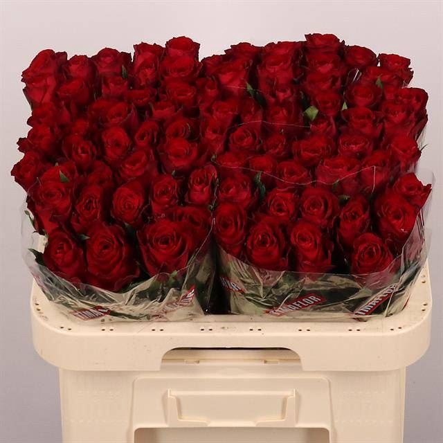 <h4>Rs gr Madam Red</h4>