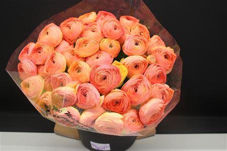 <h4>Cloni Super Nuance</h4>